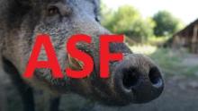 Afrykański pomór świń ASF
