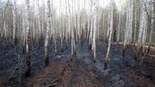 Ogromna susza i pierwsze pożary naszych lasów