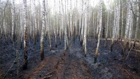 Ogromna susza i pierwsze pożary naszych lasów