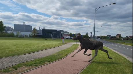 Król polskich lasów wybrał się do miasta